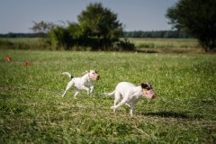 Coursing & bull športy 10.9.2023