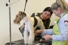 29_Grooming-rozne-2