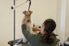 29_Grooming-rozne-4