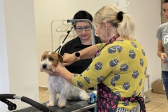29_Grooming-rozne-5