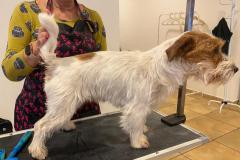 6_PRED-JRT1