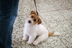 dog-expo-nitra-22-1000