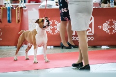 dog-expo-nitra-22-1001