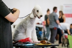 dog-expo-nitra-22-1002