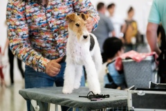 dog-expo-nitra-22-1003