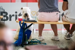 dog-expo-nitra-22-1004