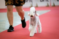 dog-expo-nitra-22-1006