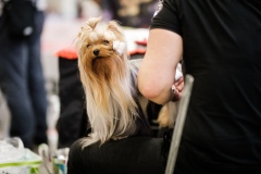dog-expo-nitra-22-1009