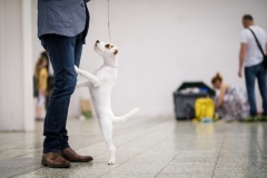 dog-expo-nitra-22-1010