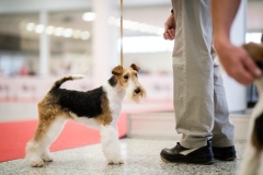 dog-expo-nitra-22-1011