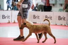 dog-expo-nitra-22-1018