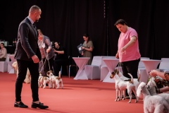 dog-expo-nitra-22-1022