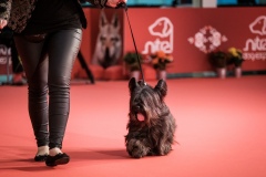 dog-expo-nitra-22-1037
