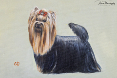 terriers-148