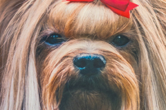 terriers-19