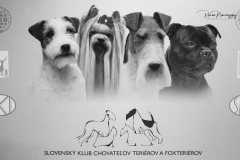 terriers-4